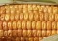 Zimbabwe’s maize crops under threat