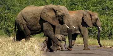 Why Luxury Wildlife Holidays In Africa Are About More Than Comfort