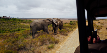 Why Africa Remains The World’s Greatest Destination For Wildlife Holidays